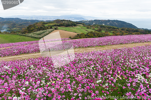 Image of Cosmos flower