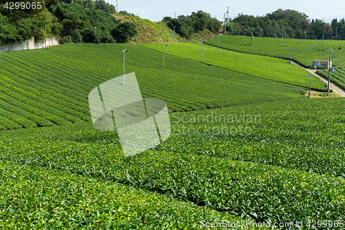 Image of Green Tea farm