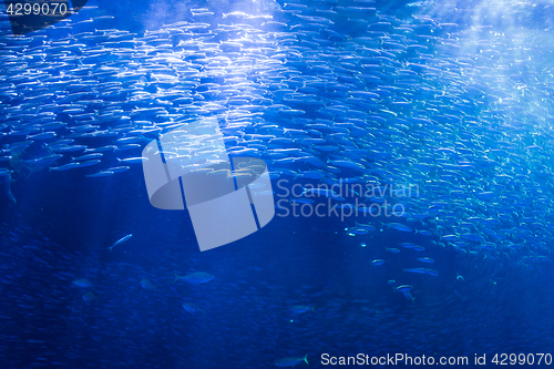 Image of Fish in Aquarium