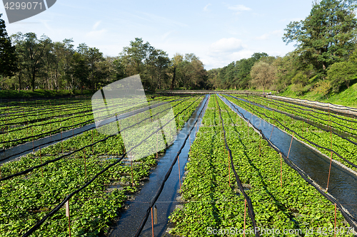 Image of Green Wasabi field