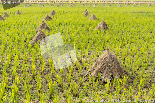 Image of Rice meadow