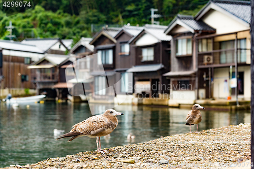 Image of Ine-cho in Kyoto and seagull
