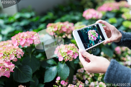 Image of Woman taking photo on Hydrangea