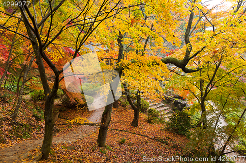 Image of Autumn japanese garden