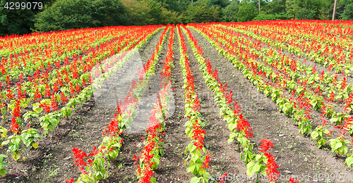 Image of Red Salvia farm