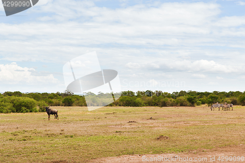 Image of group of herbivore animals in savannah at africa