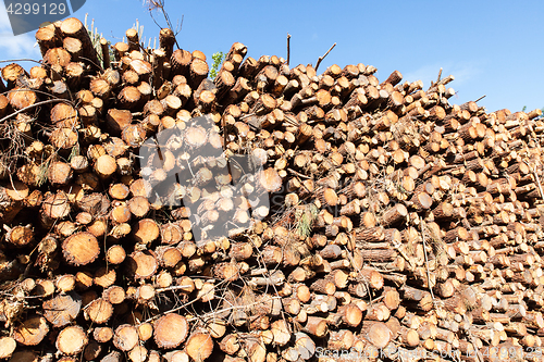 Image of pile of pine tree trunks cut