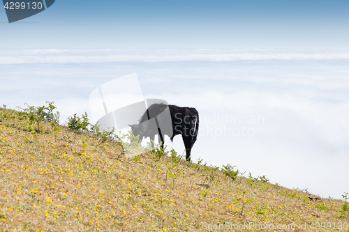 Image of Cow and veal pasture in the mountains madeira