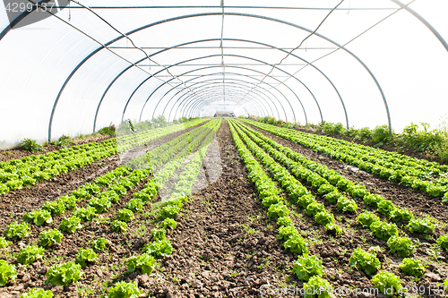 Image of culture of organic salad in greenhouses