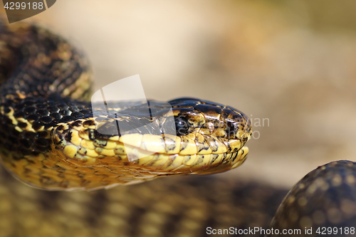 Image of portrait of beautiful european snake