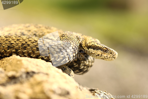 Image of rare european venomous snake 