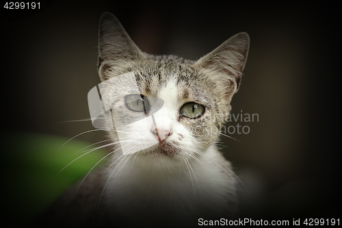 Image of beautiful curious kitten portrait