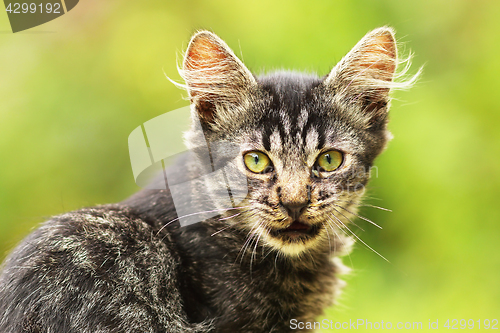 Image of lovely kitten looking at the camera