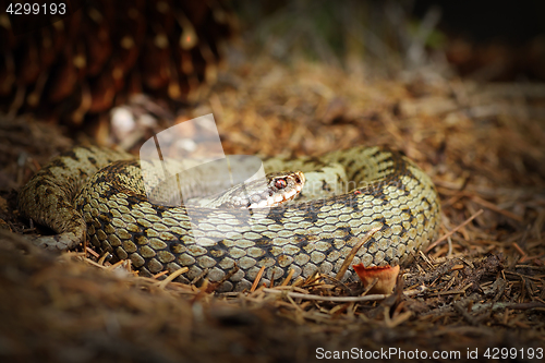 Image of female common adder basking on forest ground in natural habitat
