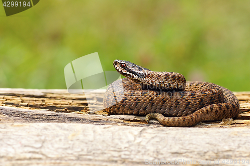 Image of juvenile Vipera berus basking on wooden plank