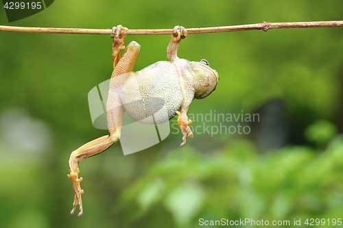 Image of green tree frog climbing on twig