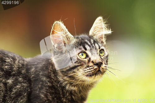 Image of cute fluffy young kitten close up