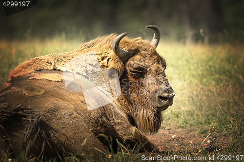 Image of large european bison resting on ground