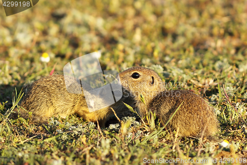 Image of ground squirrels brothers 