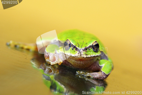 Image of green tree frog on glass