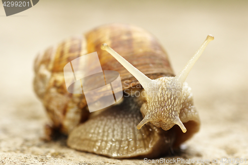 Image of garden common snail closeup