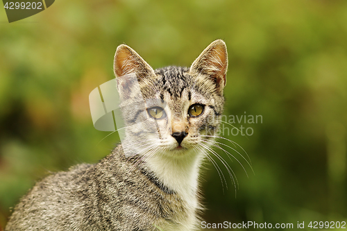 Image of cute kitten portrait