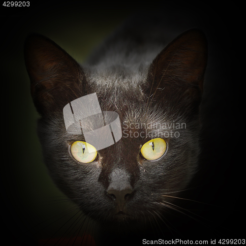 Image of abstract portrait of black cat