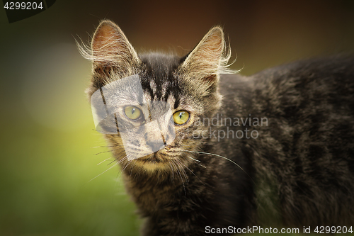 Image of portrait of fluffy young domestic cat