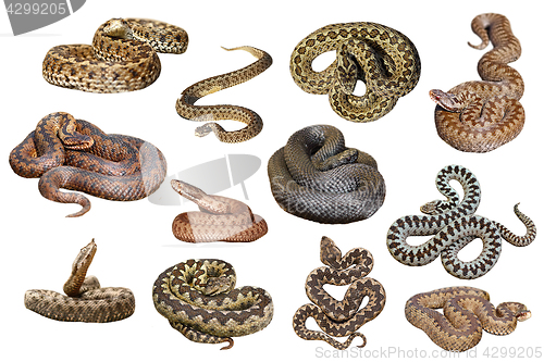 Image of collection of isolated european venomous snakes