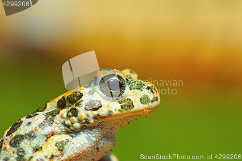 Image of portrait of cute young green toad