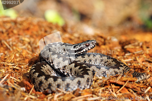 Image of beautiful common adder on forest ground