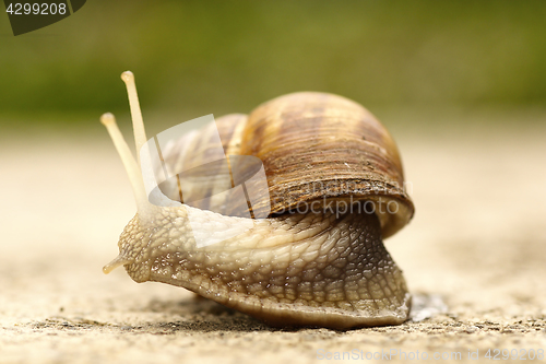 Image of close up of a snail