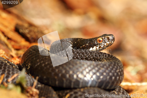 Image of melanistic female common adder