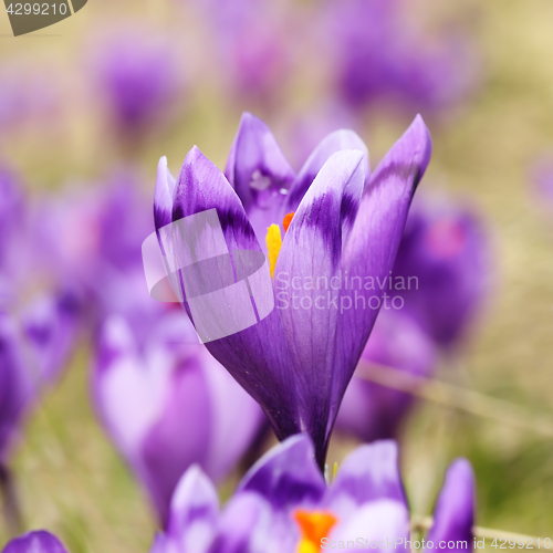 Image of wild spring purple crocus