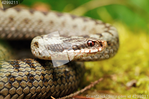 Image of portrait of Vipera berus