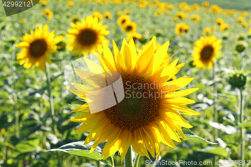 Image of closeup of common sunflower