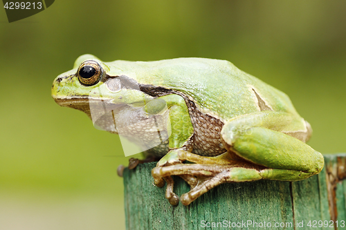 Image of beautiful green tree frog close-up