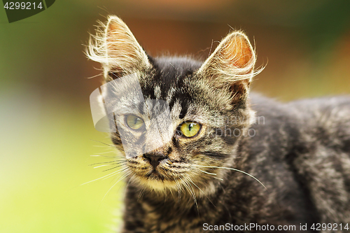 Image of curious kitten face
