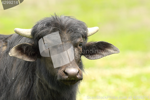 Image of black water buffalo portrait