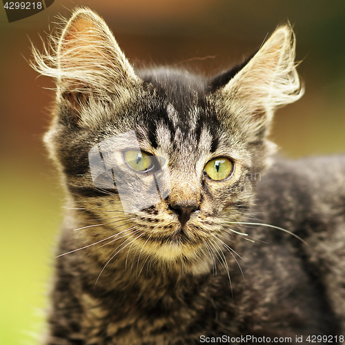 Image of cute striped kitten portrait