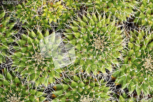 Image of textural image of cactuses