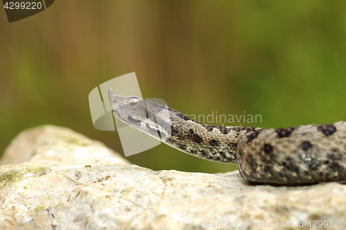 Image of european venomous adder creeping on stone