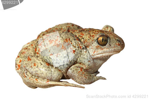 Image of garlic toad on white background