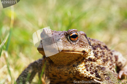 Image of portrait of ugly toad