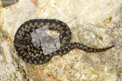 Image of toxic european snake on stone