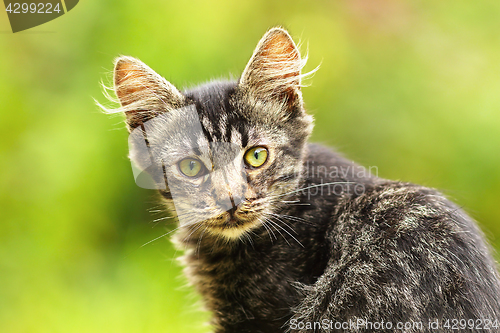 Image of beautiful stripped kitten