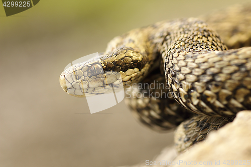 Image of portrait of meadow viper in natural habitat