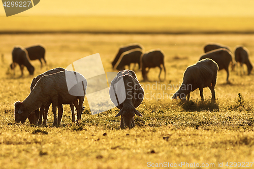 Image of sheep herd grazing in colorful sunset light