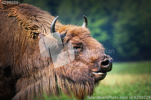 Image of large male european bison portrait