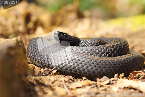 Image of black european adder